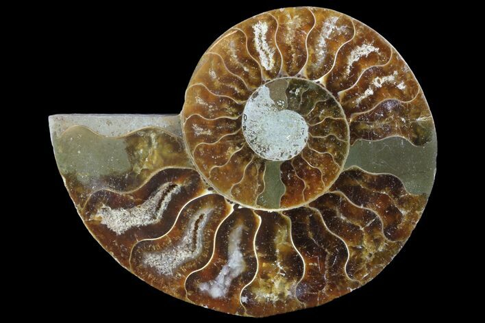 Agatized Ammonite Fossil (Half) - Madagascar #83869
